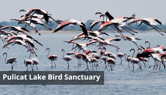 Pulicat Lake Bird Sanctuary